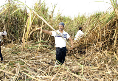 Suger Manufactorer